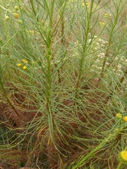 Senecio chrysocoma