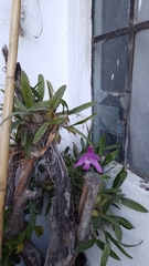 Laelia