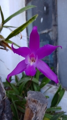 Laelia