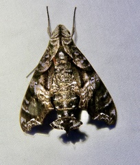 Nyceryx eximia