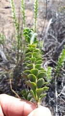 Athanasia spathulata