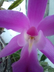 Laelia