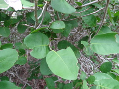 Coccoloba humboldtii