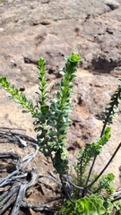 Athanasia spathulata