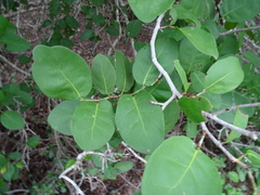 Coccoloba humboldtii