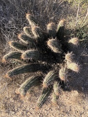 Echinocereus engelmannii fasciculatus