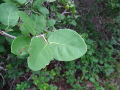 Coccoloba humboldtii