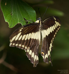 Heraclides ornythion