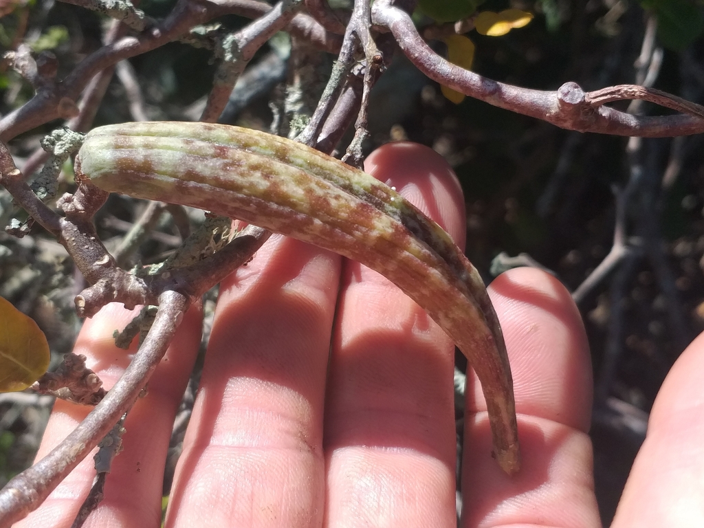 Chymocormus edulis (Thunb.) Harv. 3