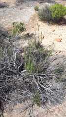 Athanasia spathulata