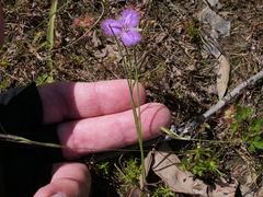 Thysanotus thyrsoideus