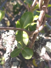 Fockea edulis