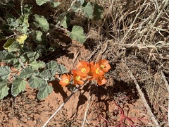 Sphaeralcea parvifolia