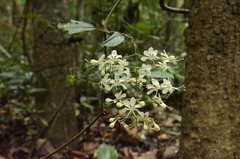 Clerodendrum schmidtii