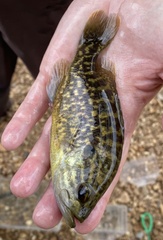 Lepomis gulosus