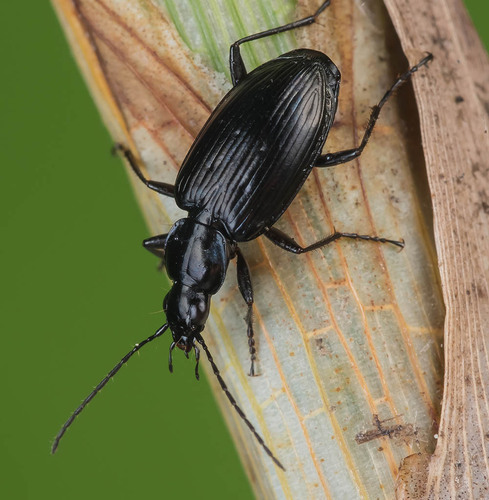 Representative image of Agonum monachum