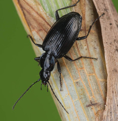 Agonum monachum