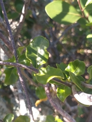 Fockea edulis