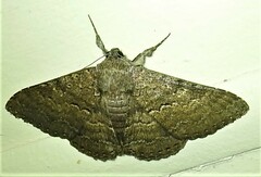 Eudesmeola lawsoni