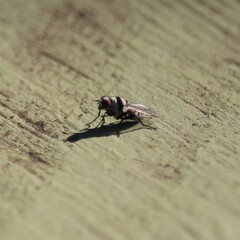 Anthomyia silvestris