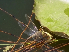 Anax papuensis