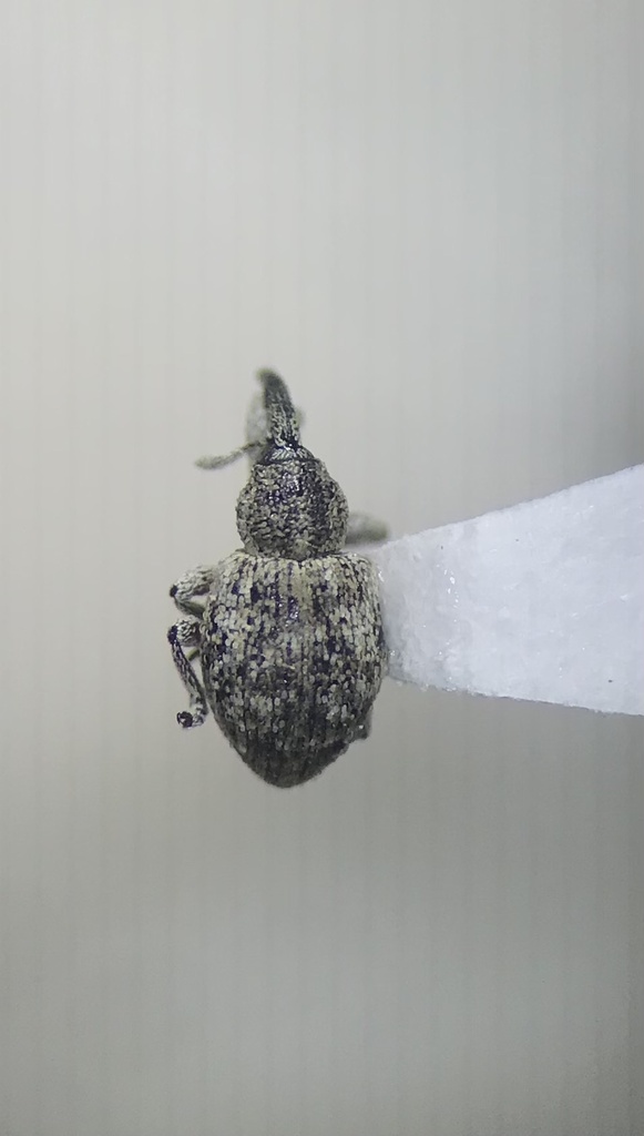 Smicronyx squalidus