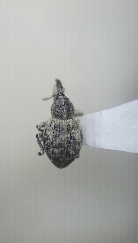 Smicronyx squalidus