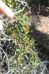 Fockea edulis