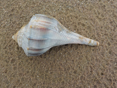 Sinistrofulgur perversum