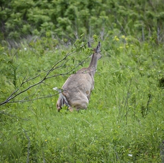 Odocoileus virginianus macrourus