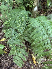 Asplenium bulbiferum