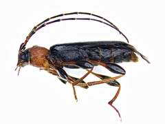 Phymatodes testaceus