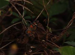 Phyciodes phaon jalapeno