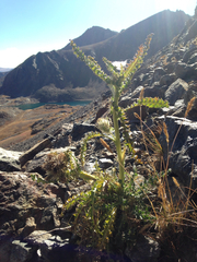 Cirsium scopulorum