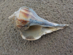 Sinistrofulgur perversum