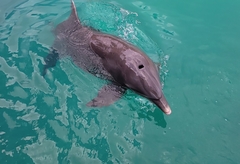 Tursiops truncatus