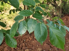 Holoptelea integrifolia