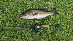 Micropterus floridanus