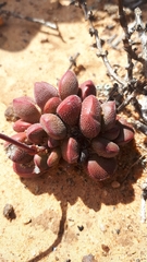 Crassula fragarioides