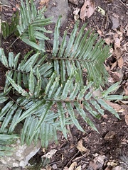 Bolbitis angustipinna