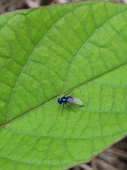 Condylostylus mundus