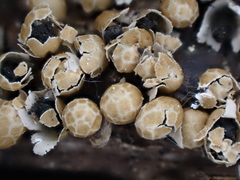 Polyschismium peyerimhoffii