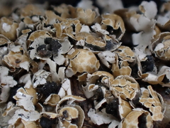 Polyschismium peyerimhoffii