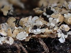 Polyschismium peyerimhoffii