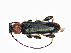 Phymatodes testaceus