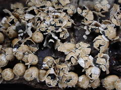 Polyschismium peyerimhoffii