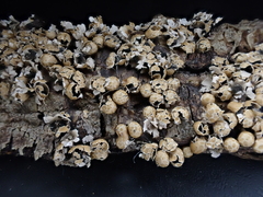 Polyschismium peyerimhoffii