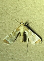 Leucinodes cordalis