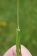 Glyceria striata