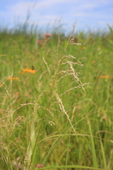 Glyceria striata